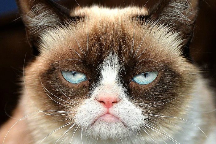 grumpy cat