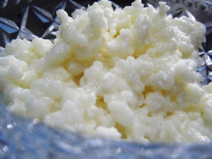 kefir-grains