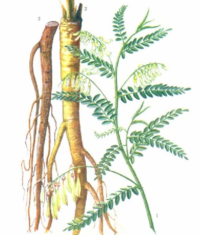 Astragalus-Root