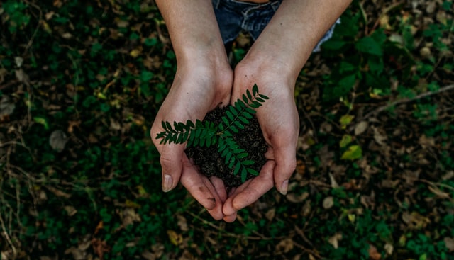 planting trees