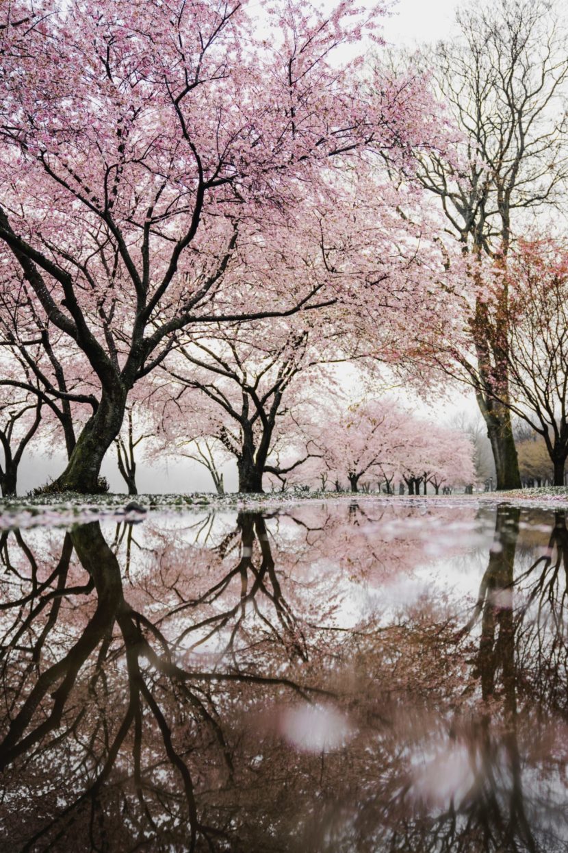 flowers in the and water