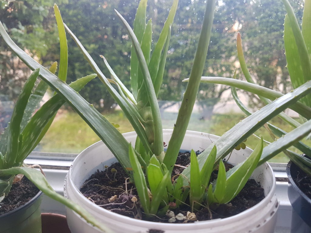 Aloe Vera Plants on the windowsill
