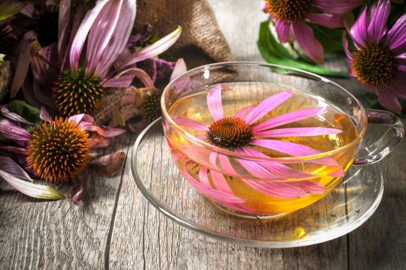 10 Health Benefits Of Echinacea Tea Holy Globe