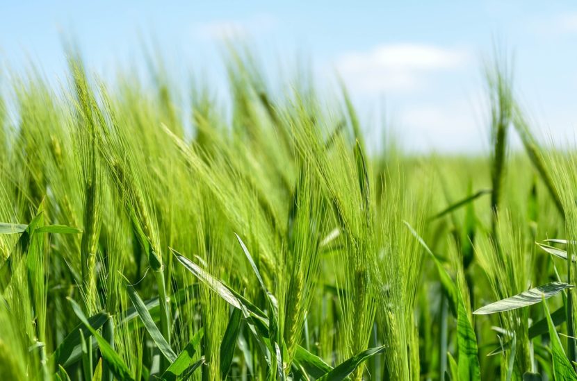 barley