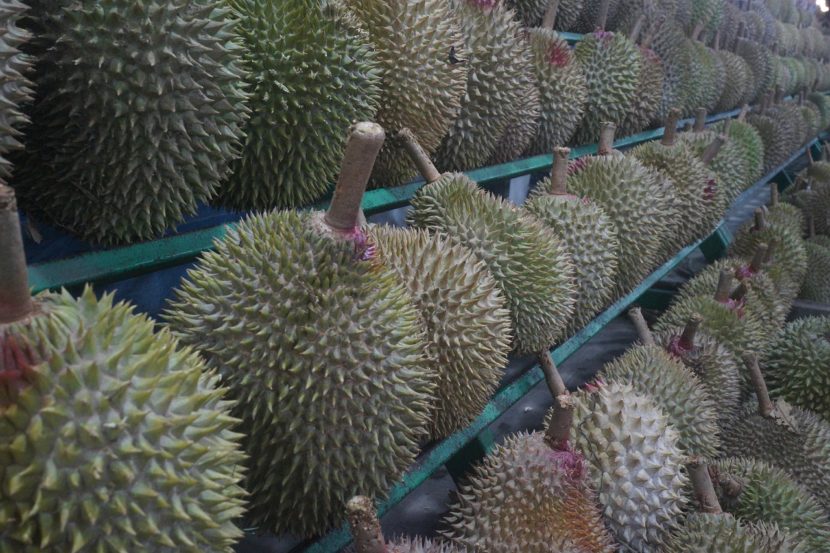 durian