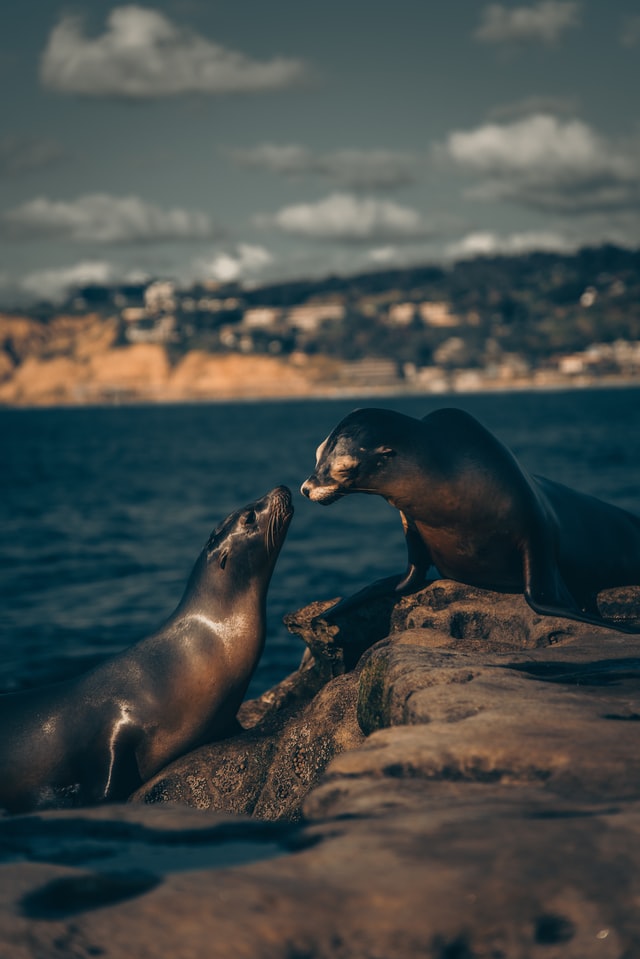 sea lion